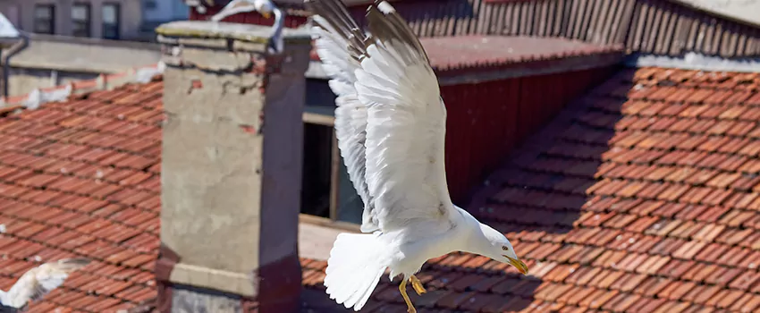 Residential Chimney Animal Removal Solution in South Euclid, OH